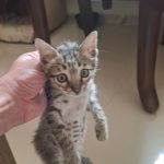 واگذاری گربه یک ماهه