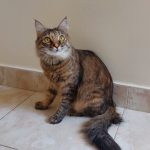 واگذاری گربه دی ال چ یک ساله