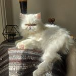 واگذاری موقت گربه