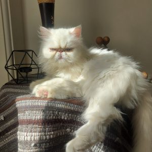 واگذاری موقت گربه