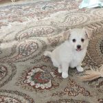 🐶 نیازمند یک خانوادهی مهربان برای همیشه ❤️