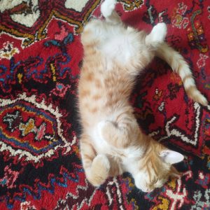 واگذاری گربه چهار ماهه نروماده