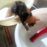 واگذاری 2بچه گربه 1ماهه
