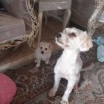 🐶 نیازمند یک خانوادهی مهربان برای همیشه ❤️