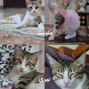 واگذاری گربه