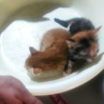واگذاری 2بچه گربه 1ماهه
