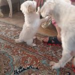 🐶 نیازمند یک خانوادهی مهربان برای همیشه ❤️