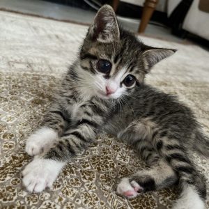 بچه گربه