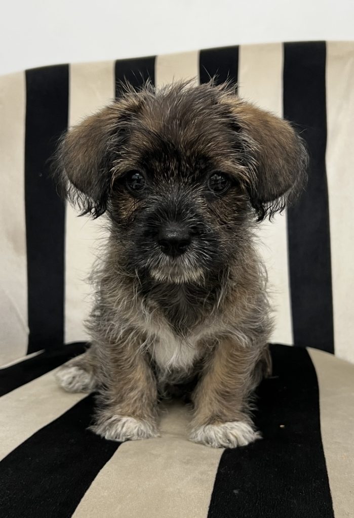 واگذاري سگ شيتزو پامر