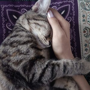 واگذاری رایگان میلو