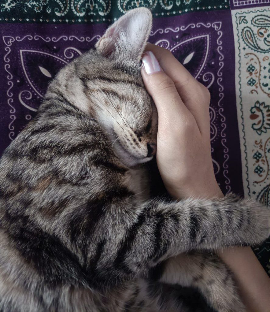 واگذاری رایگان میلو