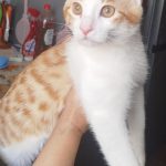 واگذاری دوتا گربه شیطون