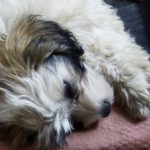 واگذاری فوری کوتون دو تولیر