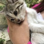 کوچولو به دنبال خانواده ای مهربان