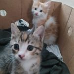 دو تا بچه گربه و مادرشون