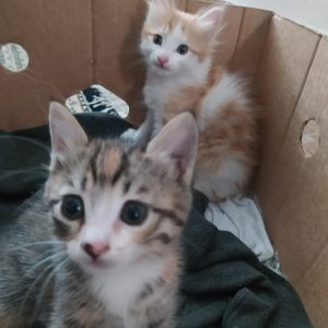 دو تا بچه گربه و مادرشون