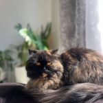 واگذاری گربه پرشین