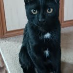 گربه ۴ ماهه