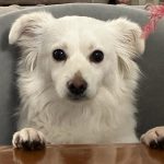 واگذاری سگ مادت