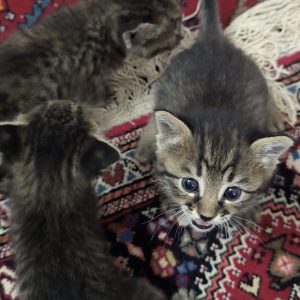 واگذاری گربه