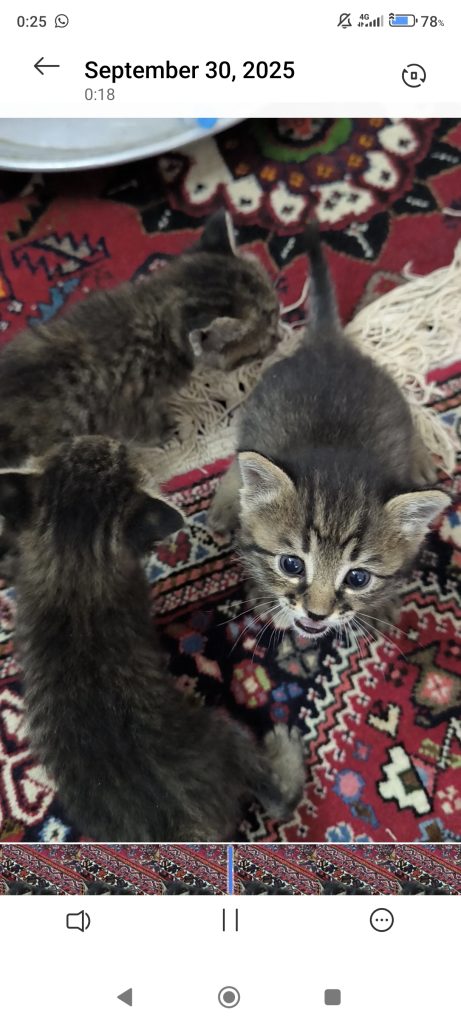 واگذاری گربه