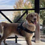 واگذاری سگ گلدن رتریور