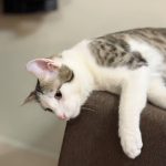 گربه نر DSH – ملوس