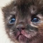 بچه گربه DSH سه هفته‌ای