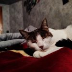 واگذاری گربه