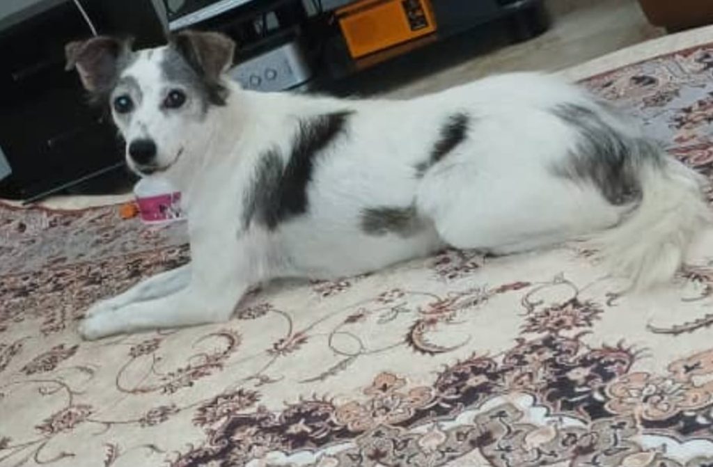 واگذاری سگ ماده