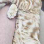 واگذاری گربه 4 ماهه