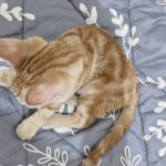 واگذاری گربه 4 ماهه