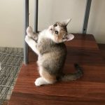 واگذاري دختر دو ماهه واكسينه