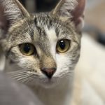 کوچولو به دنبال خانواده ای مهربان