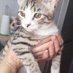 واگذاری دوتا گربه شیطون