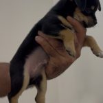 واگذاری گزینشی در مازندران