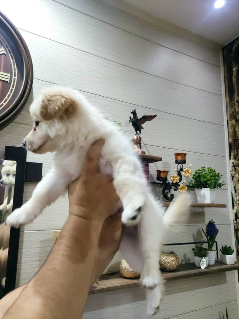 واگذاری سگ ۳ماهه اشپیتز نر بسیار بسیار شیطون