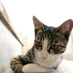 گربه ۴ ماهه