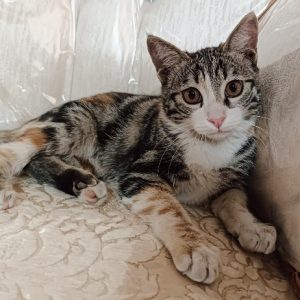 گربه ۴ ماهه