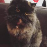 واگذاری گربه پرشین