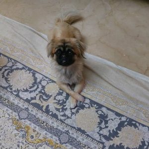 سگ نر نژاد پکینیز پاگ