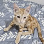 واگذاری گربه 4 ماهه