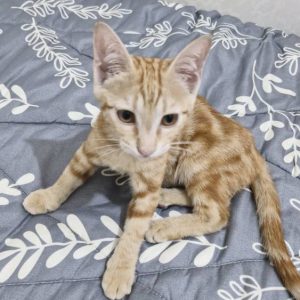 واگذاری گربه 4 ماهه