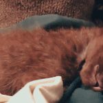 بچه گربه DSH سه هفته‌ای