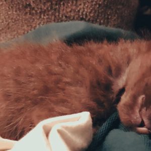 بچه گربه DSH سه هفته‌ای