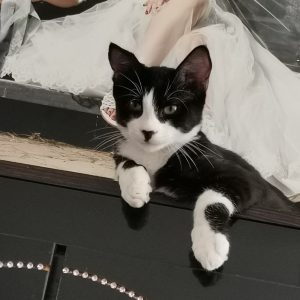 کوکی پسر مهربون و خرخری