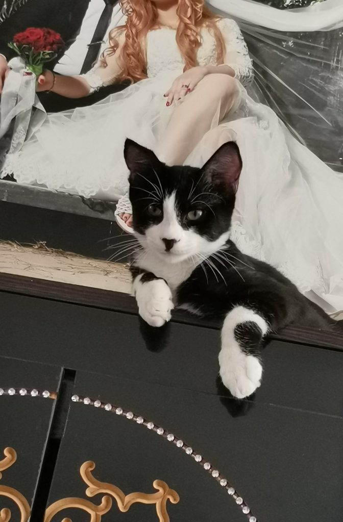 کوکی پسر مهربون و خرخری