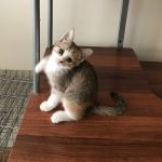 واگذاري دختر دو ماهه واكسينه