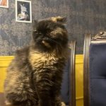 واگذاری گربه پرشین