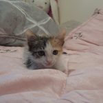 واگذاری گربه dsh